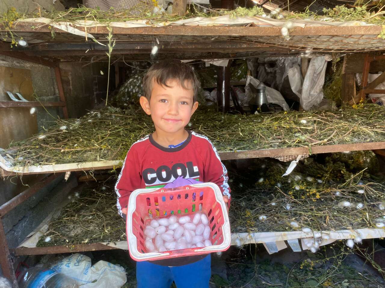 Muğla Köyceğiz’de Beyaz Altın Hasadı Başladı: Bir Böcekten Binlerce Metre İpek Çıkıyor 9